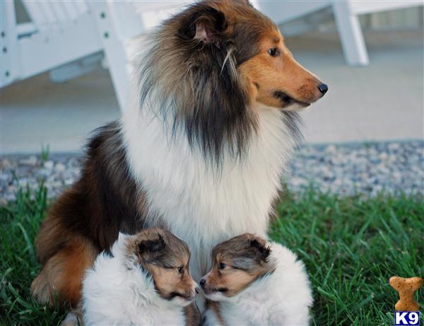 Shetland Sheepdog Puppies