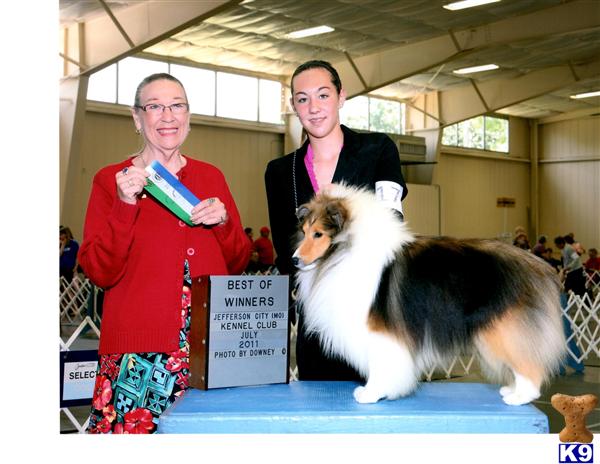 Stud Dogs - Shetland Sheepdog