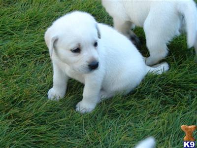 Labrador Retriever Puppies in TX
