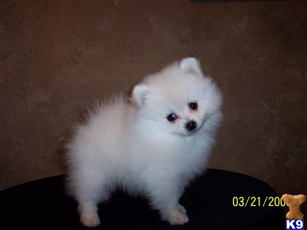 Stud Dogs - Pomeranian