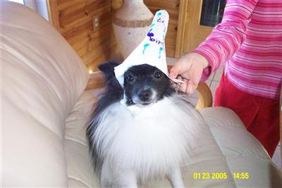Dogs for Sale in MI