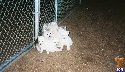 Wolf Dog Puppies for Sale