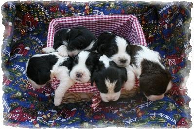 Puppies in MT