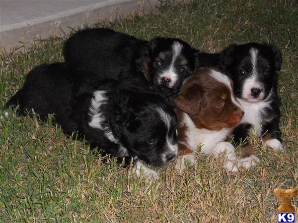 Puppies in Montgomery