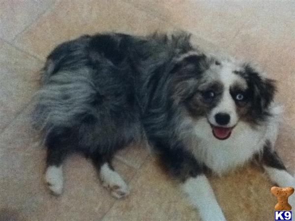 Stud Dogs - Miniature Australian Shepherd