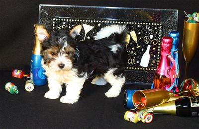 Biewer Yorkshire Terriers Puppies for Sale