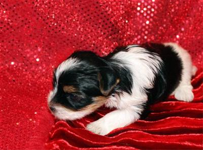 Biewer Yorkshire Terriers Puppies for Sale