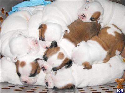 Bulldog Puppies for Sale