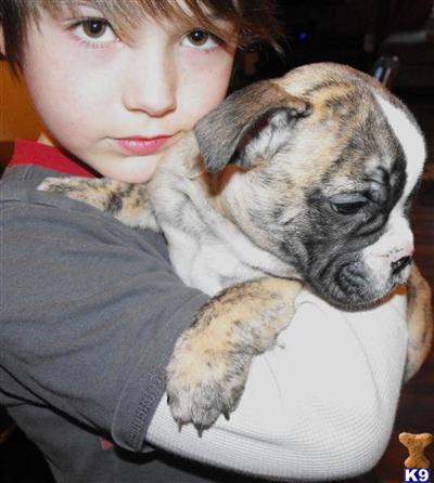 Bulldog Puppies for Sale