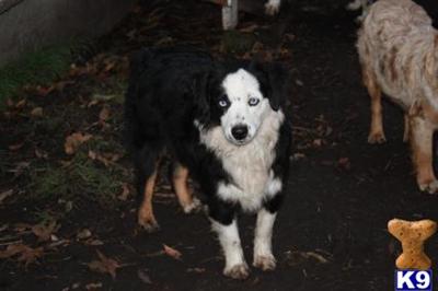 Miniature Australian Shepherd Puppies for Sale