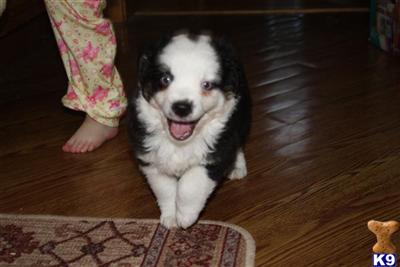 Puppies in ND