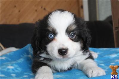 Puppies in ND