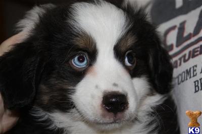 Puppies in ND