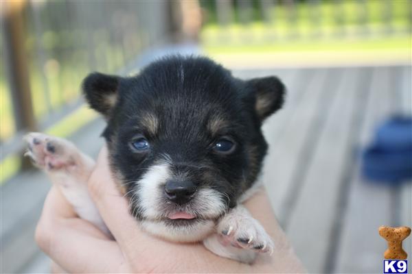 Puppies in ND