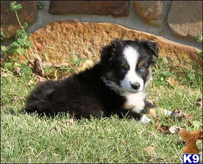 Puppies in ND