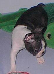 Boston Terrier Puppies in TX