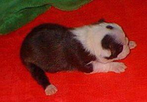 Boston Terrier Puppies in TX