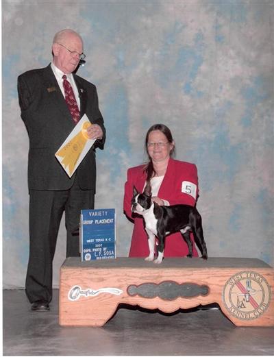 Stud Dogs - Boston Terrier