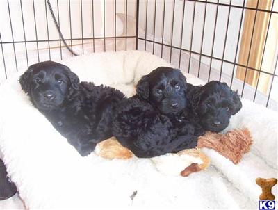 Portuguese Water Dog Puppies for Sale