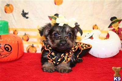 Schnoodle Puppies for Sale
