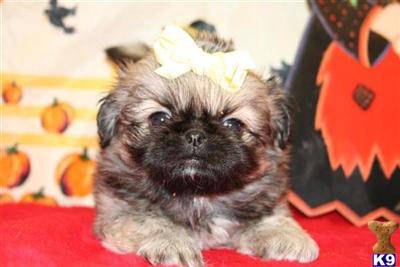 Pekingese Puppies for Sale