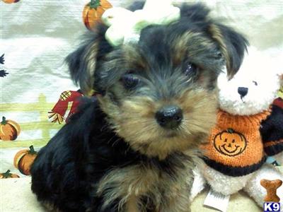Puppies in GA