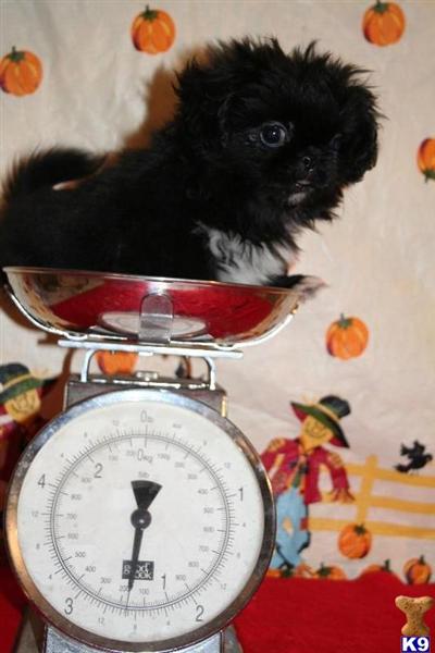 Pekingese Puppies for Sale
