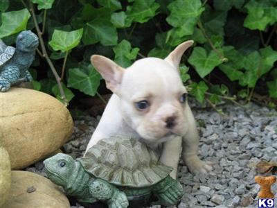 French Bulldog Puppies for Sale