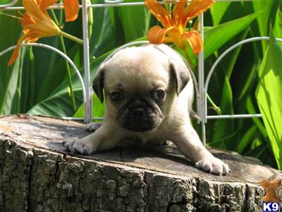 Pug Puppies for Sale