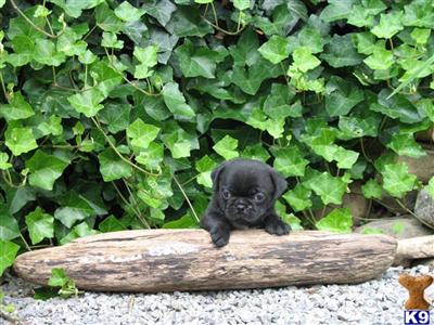 Pug Puppies for Sale