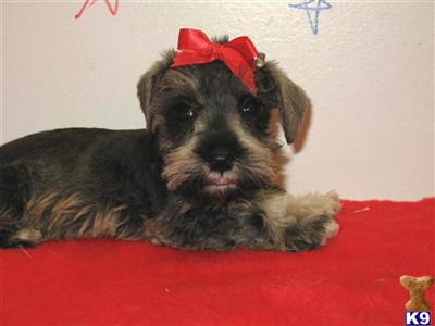 Miniature Schnauzer Puppies for Sale
