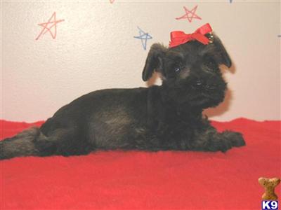 Miniature Schnauzer Puppies for Sale