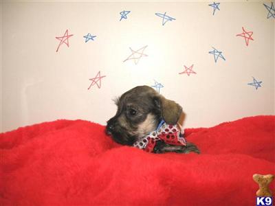 Miniature Schnauzer Puppies for Sale
