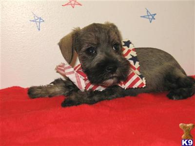 Miniature Schnauzer Puppies for Sale