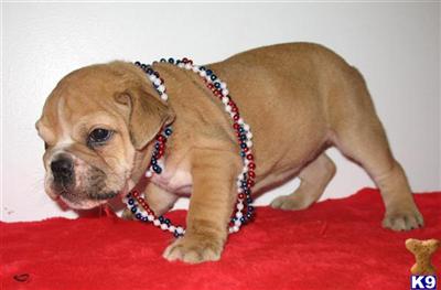 Puppies in GA