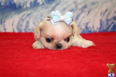 Pekingese Puppies for Sale
