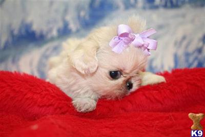 Pekingese Puppies for Sale
