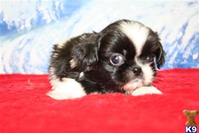 Pekingese Puppies for Sale