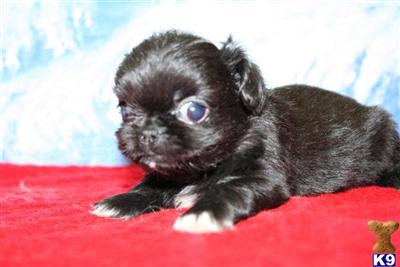 Pekingese Puppies for Sale