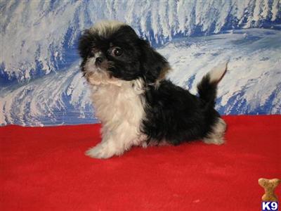 Puppies in GA