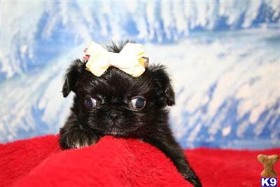 Pekingese Puppies for Sale