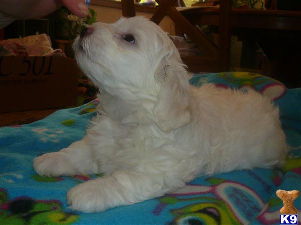 Bichon Frise Puppies