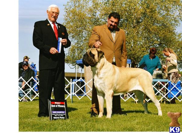 Puppies in Spokane