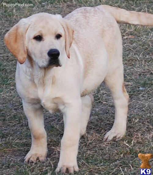 Puppies in MN
