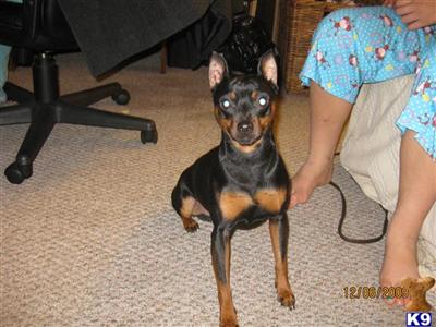 Stud Dogs - Miniature Pinscher