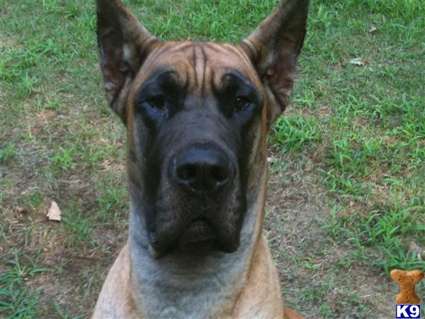 Female Dogs