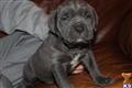 Neapolitan Mastiff