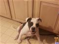 Old English Bulldog
