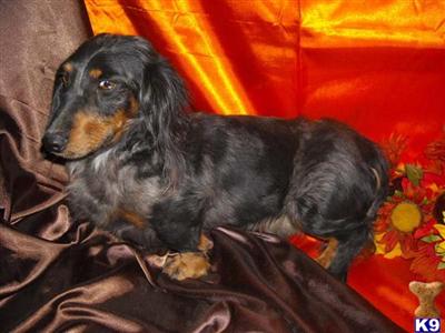 Dogs for Sale in AZ