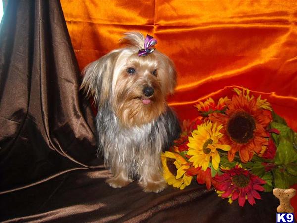 Stud Dogs - Yorkshire Terrier